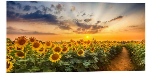 Akryylilasitaulu Path through the sunflower field