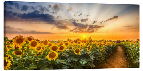 Canvas print Path through the sunflower field