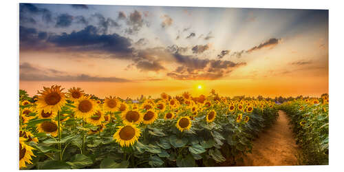 Tableau en PVC Path through the sunflower field