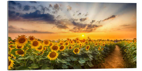 Gallery print Path through the sunflower field