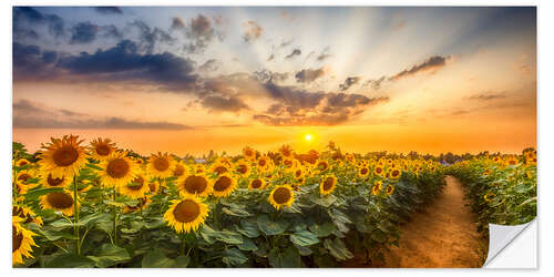 Selvklæbende plakat Path through the sunflower field