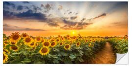 Naklejka na ścianę Path through the sunflower field