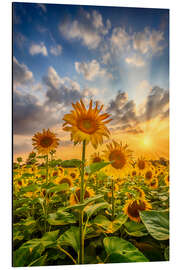 Aluminiumtavla Sunflowers in the sunset