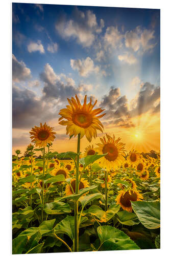 Stampa su PVC Sunflowers in the sunset