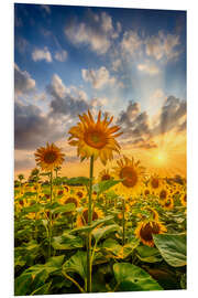 Foam board print Sunflowers in the sunset