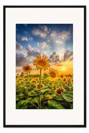 Gerahmter Kunstdruck Sonnenblumen im Sonnenuntergang