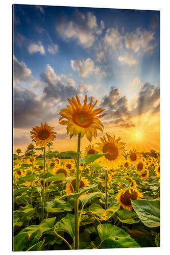 Gallery print Sunflowers in the sunset