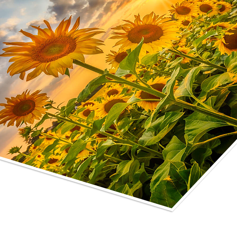 Sunflowers in the sunset print by Melanie Viola | Posterlounge
