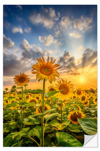 Sticker mural Sunflowers in the sunset