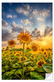 Naklejka na ścianę Sunflowers in the sunset