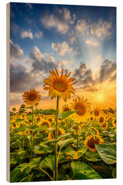 Cuadro de madera Sunflowers in the sunset