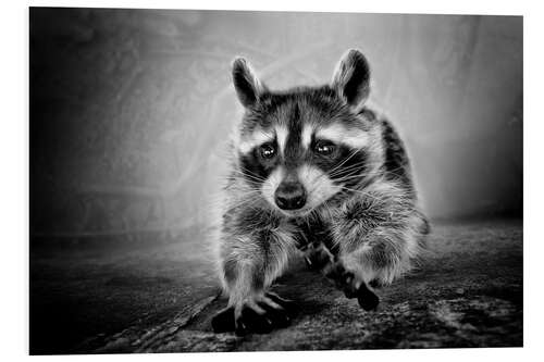 PVC-taulu Raccoon love