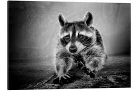 Gallery print Raccoon love