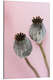 Aluminium print Poppy