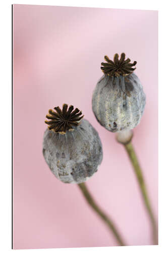 Gallery print Poppy