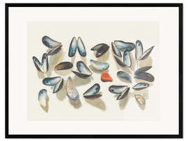 Kehystetty taidepainatus Seashells