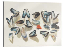 Galleriprint Seashells