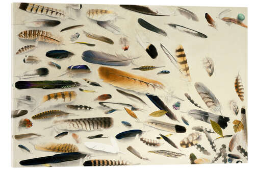 Acrylglas print Feathers