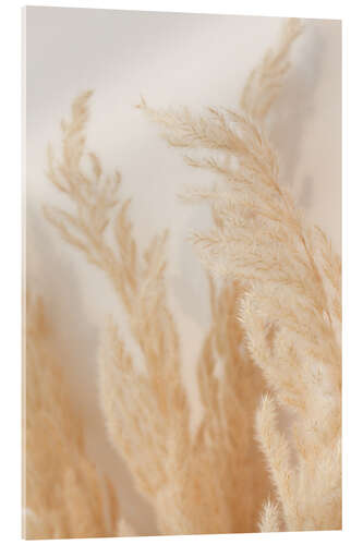 Acrylic print Pampas grass