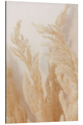 Aluminium print Pampas grass