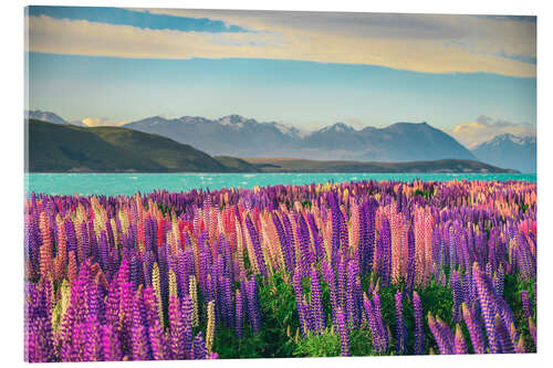 Acrylic print Lake Tekapo and flowering of lupins