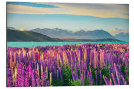 Cuadro de aluminio Lake Tekapo and flowering of lupins