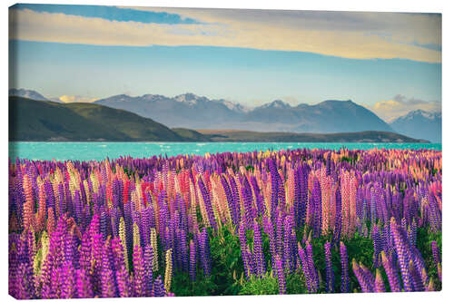 Leinwandbild Lake Tekapo und blühende Lupinen