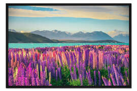 Gerahmter Kunstdruck Lake Tekapo und blühende Lupinen