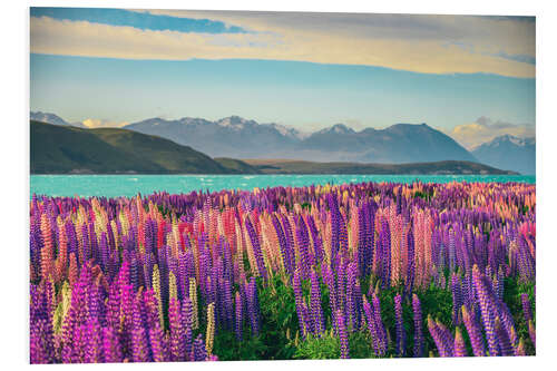 Tableau en PVC Lake Tekapo and flowering of lupins