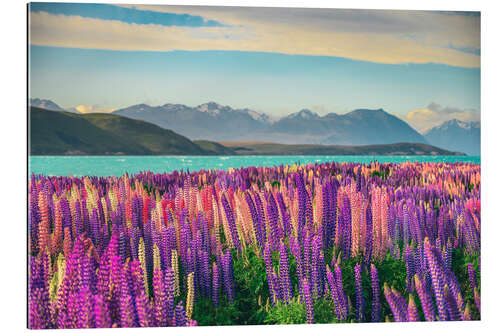 Tableau en plexi-alu Lake Tekapo and flowering of lupins