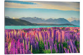 Gallery print Lake Tekapo and flowering of lupins