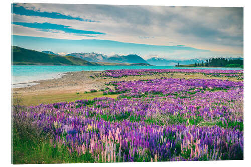 Acrylic print Lake Tekapo and flowering of lupins