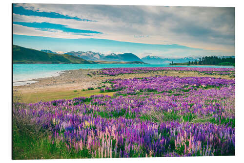 Aluminiumtavla Lake Tekapo and flowering of lupins