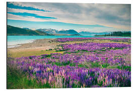 Quadro em alumínio Lake Tekapo and flowering of lupins