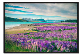 Gerahmter Kunstdruck Lake Tekapo mit Lupinen