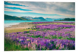 Foam board print Lake Tekapo and flowering of lupins