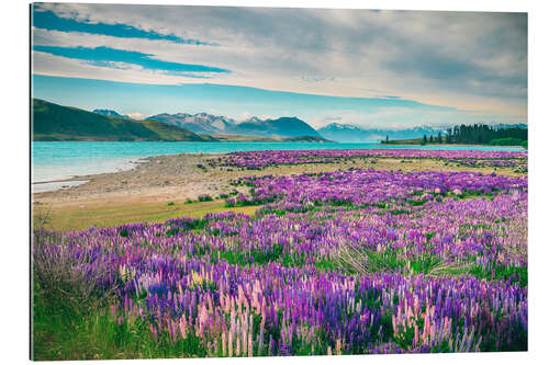 Galleritryck Lake Tekapo and flowering of lupins