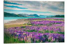 Quadro em plexi-alumínio Lake Tekapo and flowering of lupins