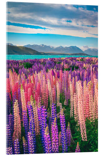 Acrylic print Lake Tekapo and flowering of lupins