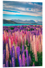 Stampa su vetro acrilico Lake Tekapo and flowering of lupins