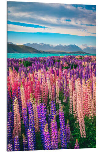 Tableau en aluminium Lake Tekapo and flowering of lupins