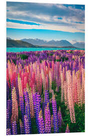 Foam board print Lake Tekapo and flowering of lupins