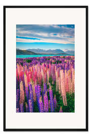 Gerahmter Kunstdruck Lupinen am Tekapo See