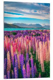 Quadro em plexi-alumínio Lake Tekapo and flowering of lupins