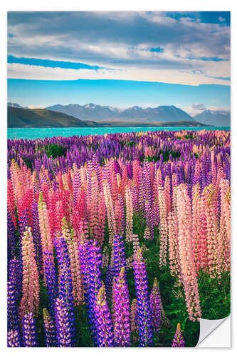 Wall sticker Lake Tekapo and flowering of lupins