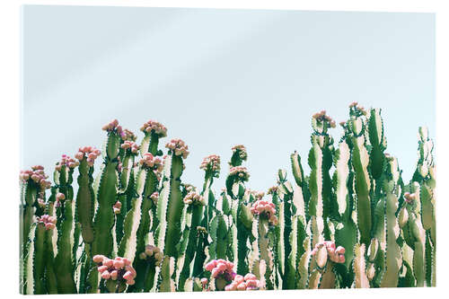 Akrylbillede Blush Cactus