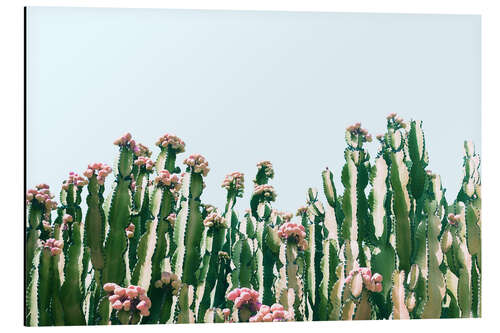 Aluminium print Blush Cactus