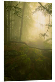 Hartschaumbild Licht und Nebel in der Teufelschlucht in der Eifel