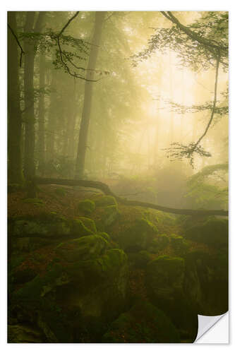 Sticker mural Light and fog in the Teufelschlucht in the Eifel