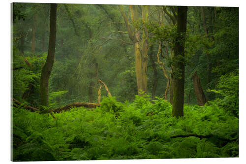 Akrylglastavla Green jungle in the Speulderbos in the Netherlands